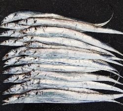 釣果は納得やけど内容はイマイチ不満