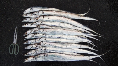 釣果は納得やけど内容はイマイチ不満