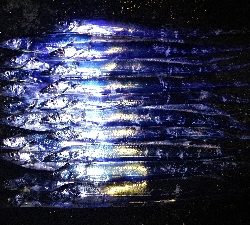 冷たい雨とタチウオテンヤ