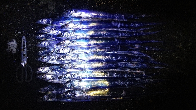 冷たい雨とタチウオテンヤ