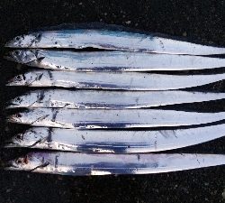 北風の中、厳しいタチウオテンヤ