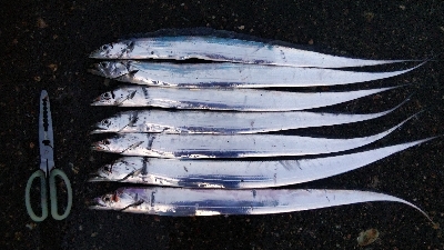 北風の中、厳しいタチウオテンヤ