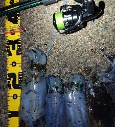 仕事終わりエギング