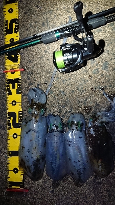 仕事終わりエギング