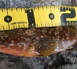 午後からエギングに出撃