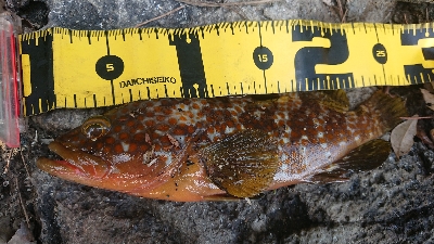 午後からエギングに出撃