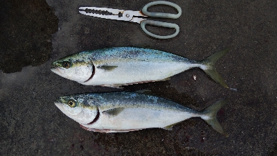 タチウオは釣れずツバスが釣れました