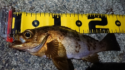 ちょこっとメバリング