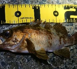 今日も夜に出撃