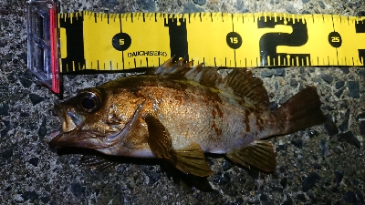 今日も夜に出撃