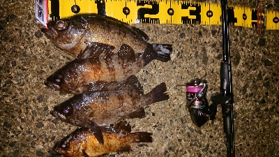 一時間ほどメバリング