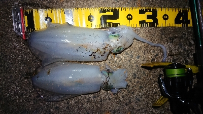 仕事終わりエギング