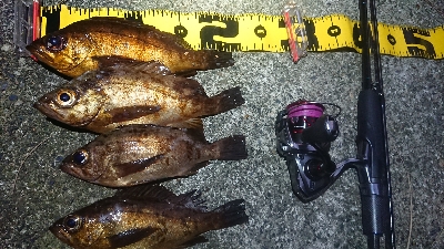 朝マズメ、メバリング