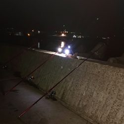 リベンジ、カレイ釣り