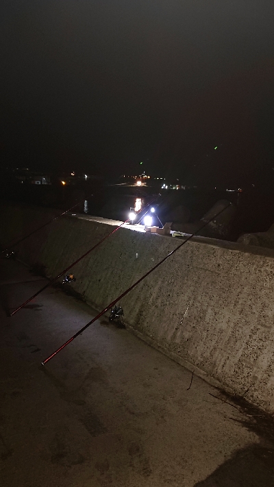 リベンジ、カレイ釣り