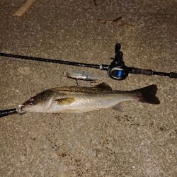 ジョイクロフィッシュ！