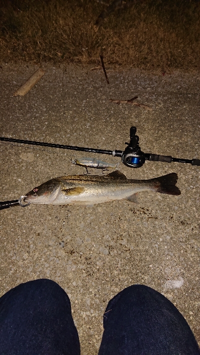 ジョイクロフィッシュ！