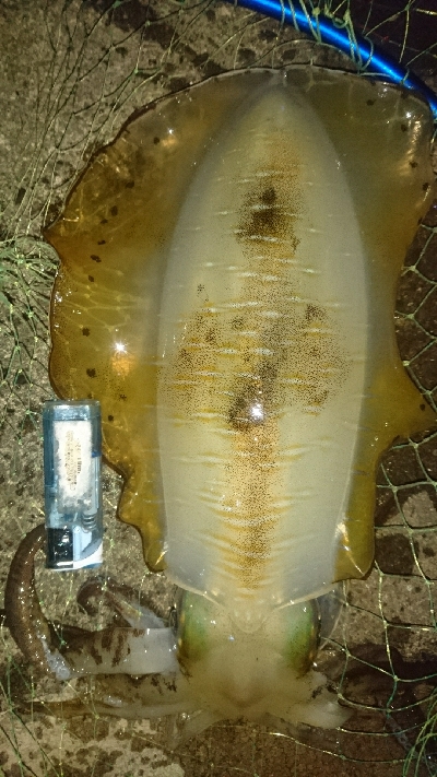 あと、もうひといき