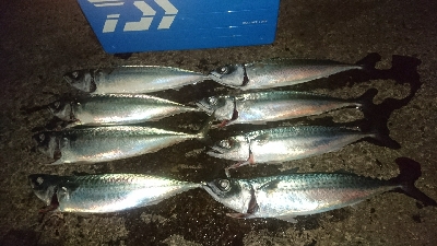 久しぶりの投げサビキ