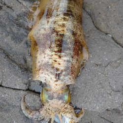 釣場清掃前後にエギングへ