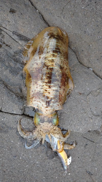 釣場清掃前後にエギングへ