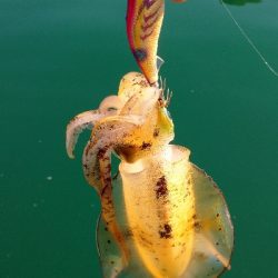 秋イカボートエキング