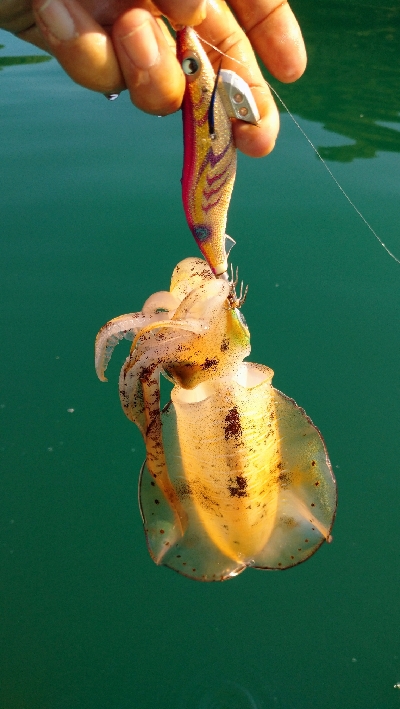 秋イカボートエキング