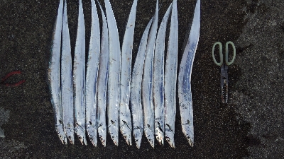 テンヤでタチウオ