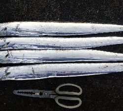 渋いながらも貴重なタチウオが釣れました