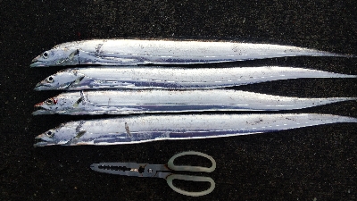 渋いながらも貴重なタチウオが釣れました