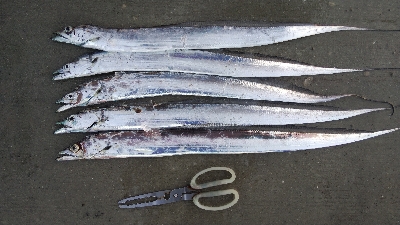 スレたタチウオは難しい