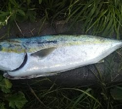 まあまあ釣れた