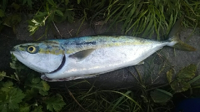 まあまあ釣れた