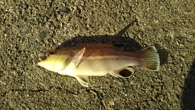 朝のチョイ投げ