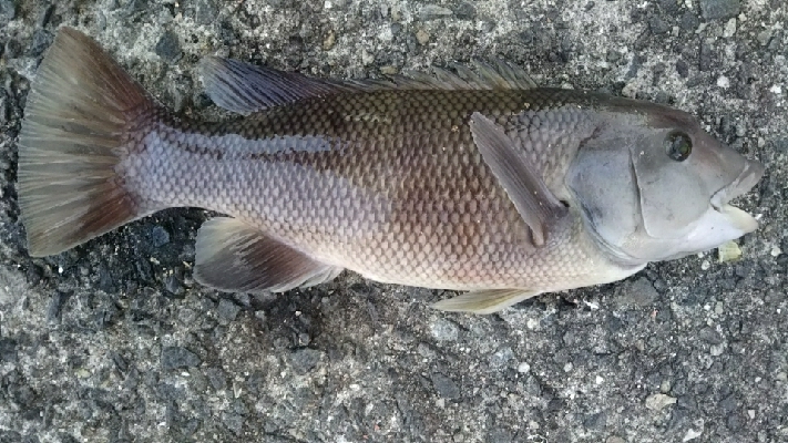 ガシラ狙いのはずが