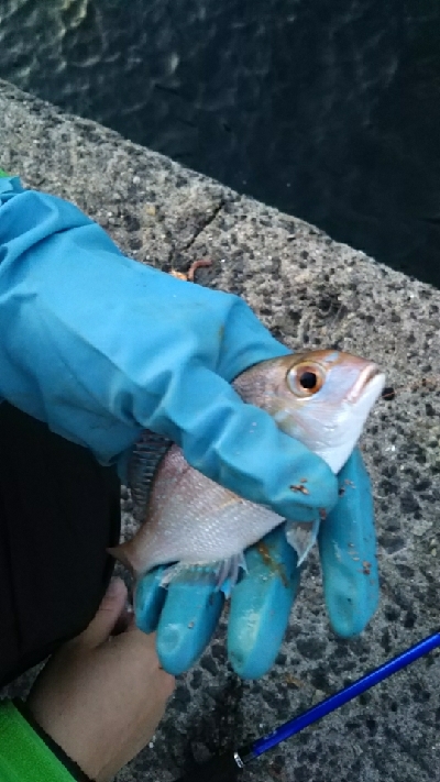 今日もチョイ投げ