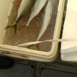 泳がせ釣り