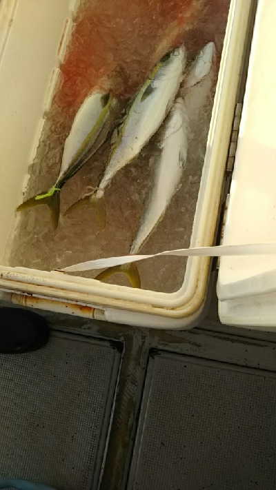 泳がせ釣り