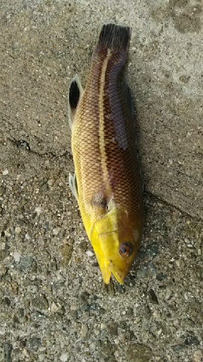 ガシラ狙いのはずが