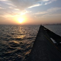 エサはキビナゴで(>_<)