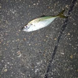 見える魚は…