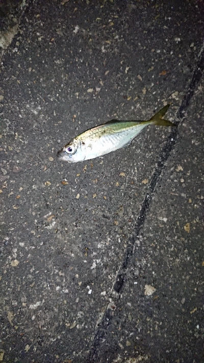 見える魚は…