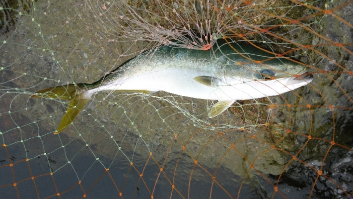 ローライトのした