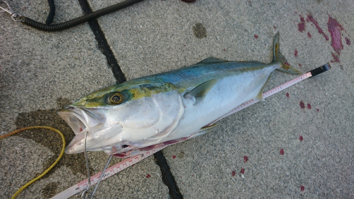 スカイブルーの下でブルーランナー