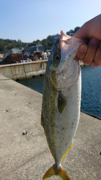 まだまだ釣れます