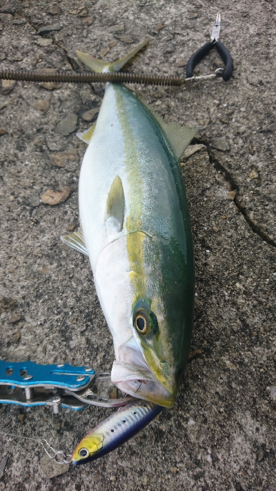 まだ釣れてます