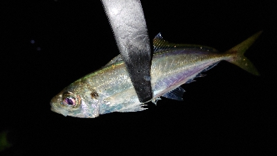 アジングにカマスも追加！