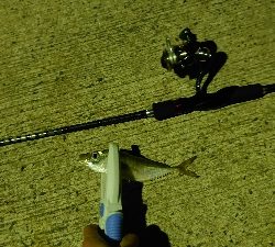 風の中アジング