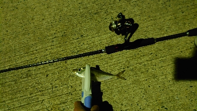 風の中アジング