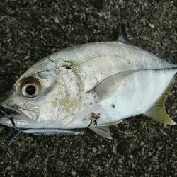 今日の釣果